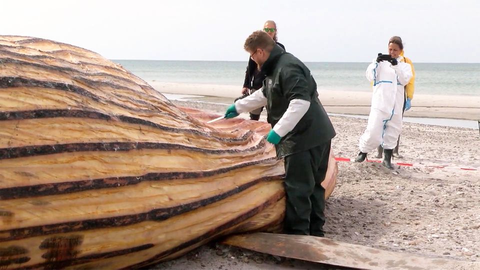 Die Obduktion des toten Buckelwals in Dänemark.