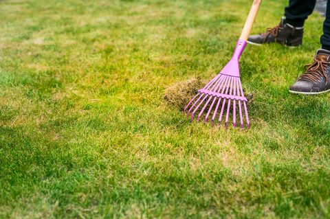 Moos im Rasen? Gefällt vielen Gartenbesitzern gar nicht