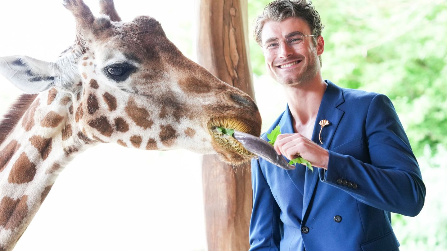 Auch mit Giraffendame Paula ist Linus Weber auf Augenhöhe, aber nur von dem etwa 2,2 Meter hohen Giraffensteg aus. Foto: Sven Ka