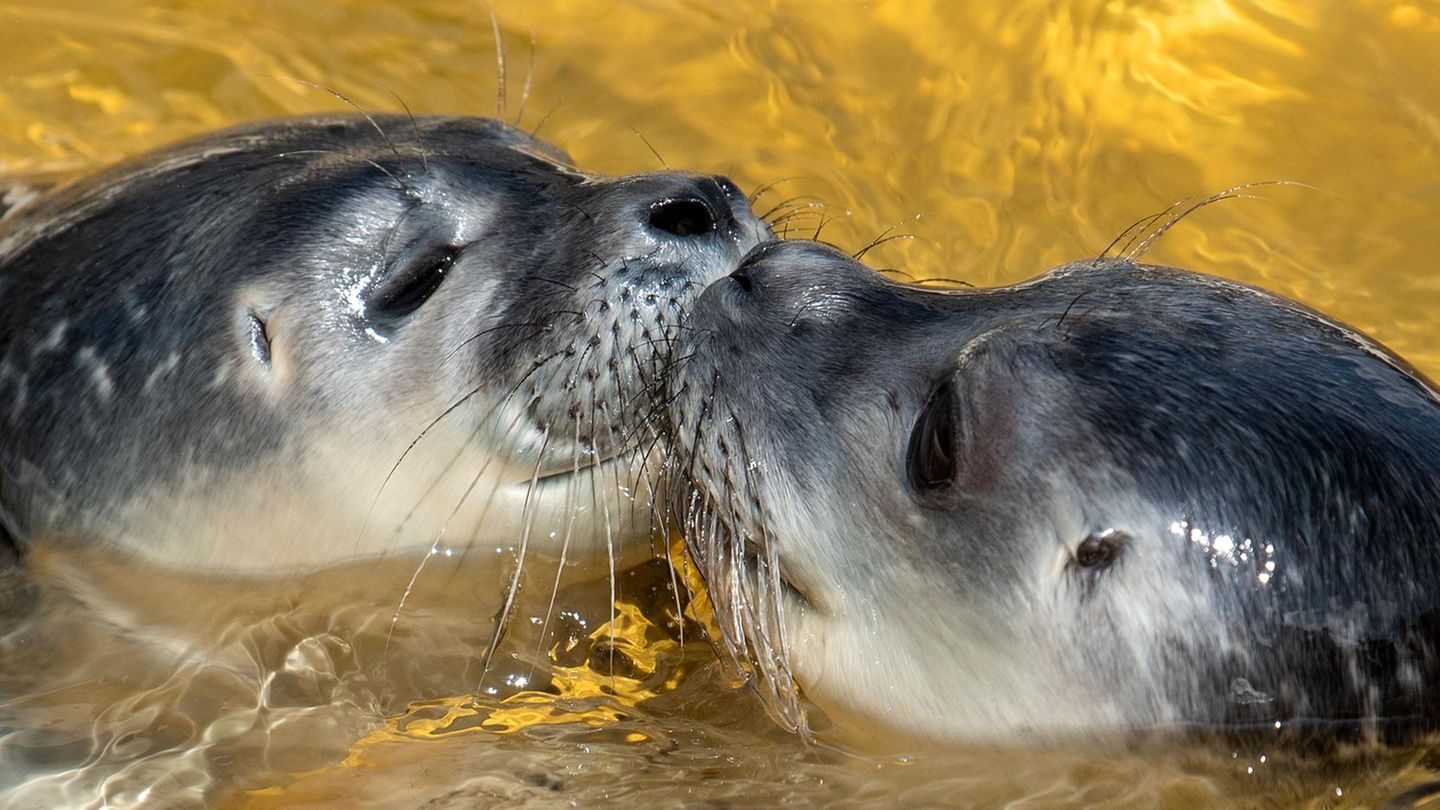 Friedrichskoog, Schleswig-Holstein. Zwei Seehunde spielen in der Seehundstation. Die ersten drei Heuler der Saison sind inzwischen in den Aufzuchtbereich der Station umgezogen.