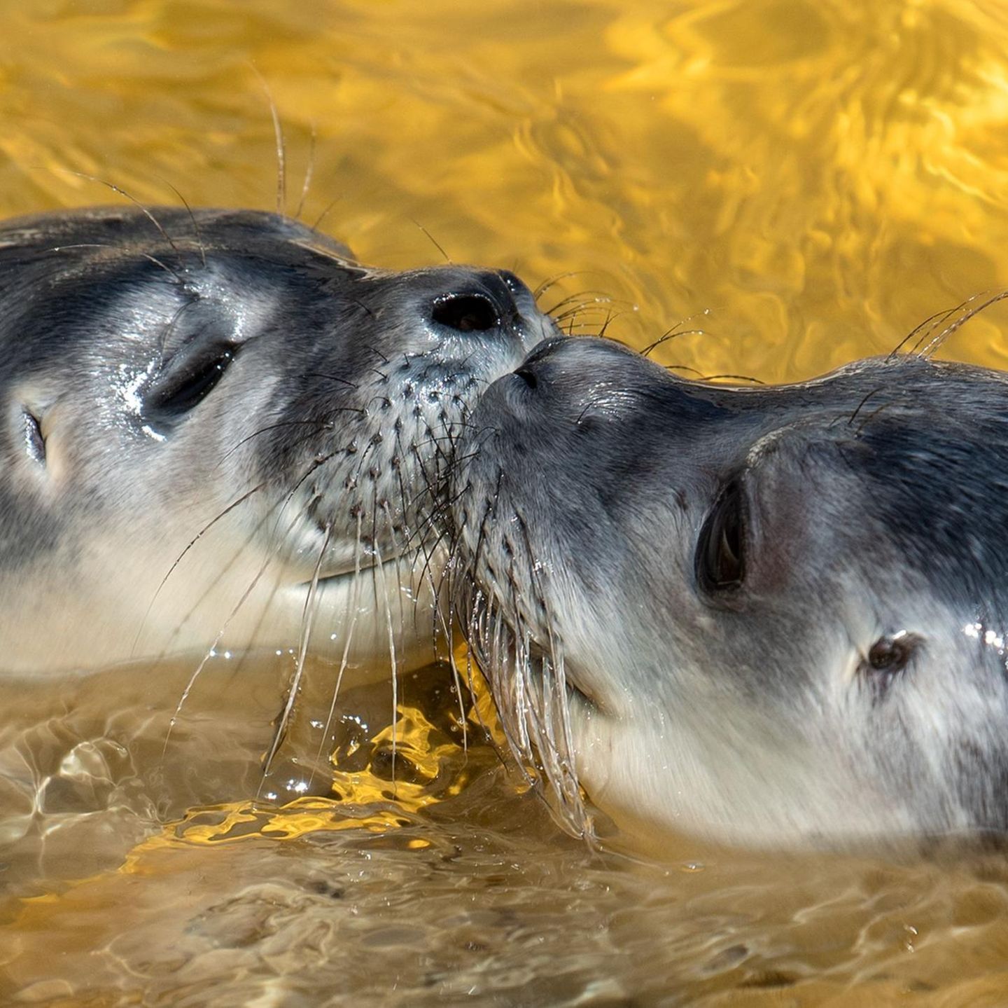 Friedrichskoog, Schleswig-Holstein. Zwei Seehunde spielen in der Seehundstation. Die ersten drei Heuler der Saison sind inzwischen in den Aufzuchtbereich der Station umgezogen.