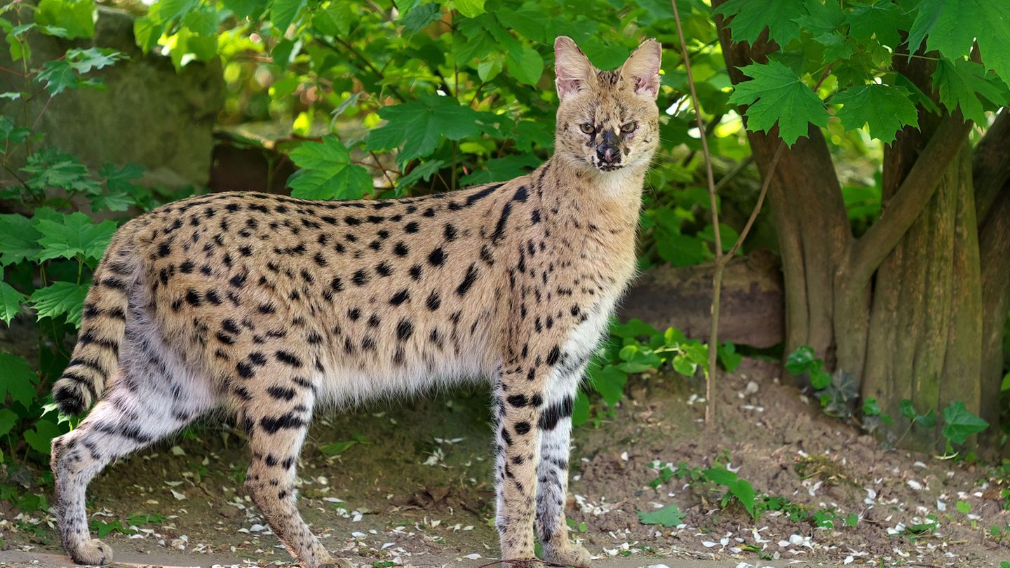 Serval Nia im Gehege des Krefelder Zoos. Die afrikanische Wildkatze war ausgebüxt. Sie ist wieder eingefangen. Foto: Vera Goriss