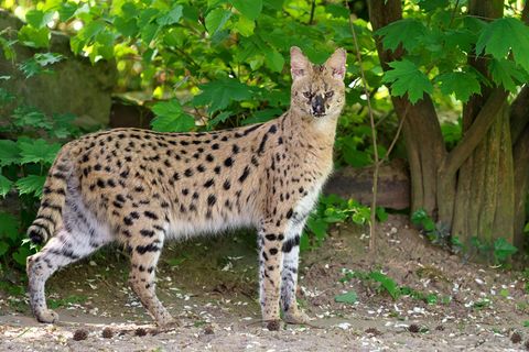 Serval Nia im Gehege des Krefelder Zoos. Die afrikanische Wildkatze war ausgebüxt. Sie ist wieder eingefangen. Foto: Vera Goriss