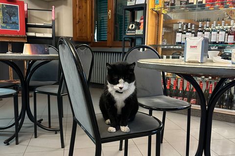 Kater Saverio sitzt auf einem Stuhl in Italien