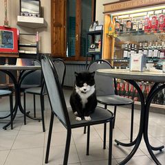 Kater Saverio sitzt auf einem Stuhl in Italien