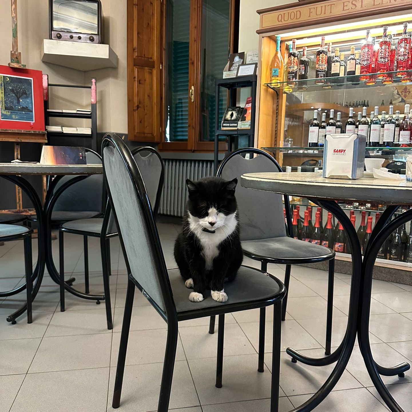 Kater Saverio sitzt auf einem Stuhl in Italien