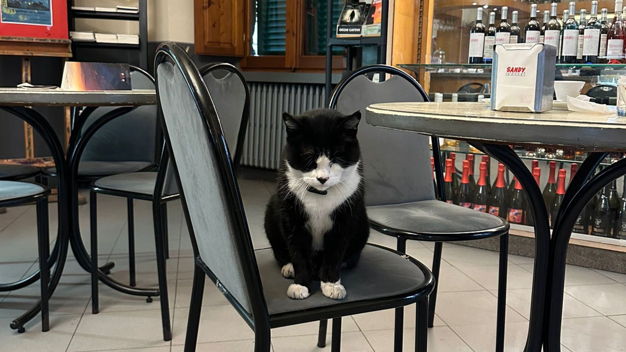 Kater Saverio sitzt auf einem Stuhl in Italien