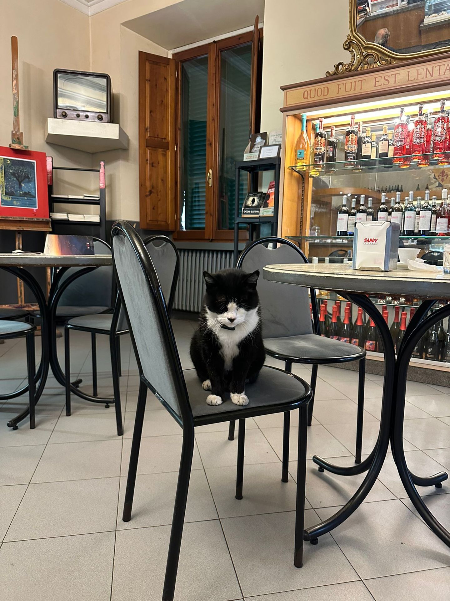 Kater Saverio sitzt auf einem Stuhl in Italien