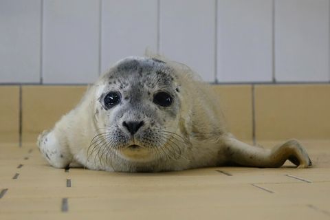 Bert wurde ohne Mutter auf Norderney entdeckt. Foto: -/Seehundstation Norddeich/dpa