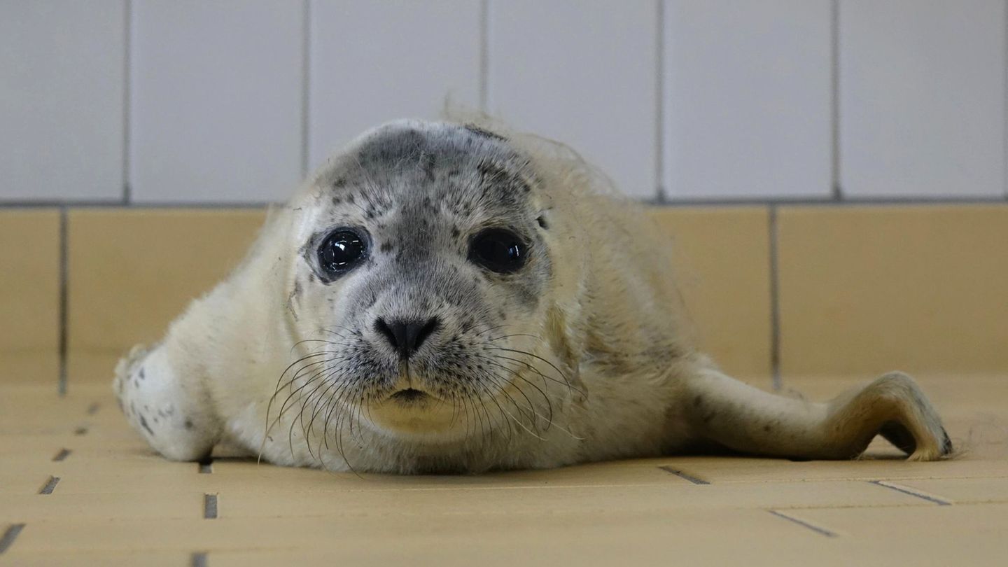 Bert wurde ohne Mutter auf Norderney entdeckt. Foto: -/Seehundstation Norddeich/dpa