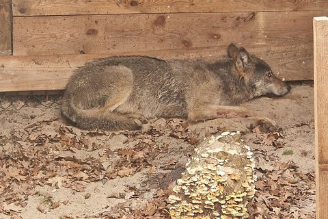 Bisher konnten weder der Wolf noch das Halsband mit seinem Sender gefunden werden. (Archivbild) Foto: Umweltbehörde Hamburg/dpa