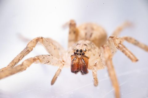 Eine Spinne in Nahaufahme