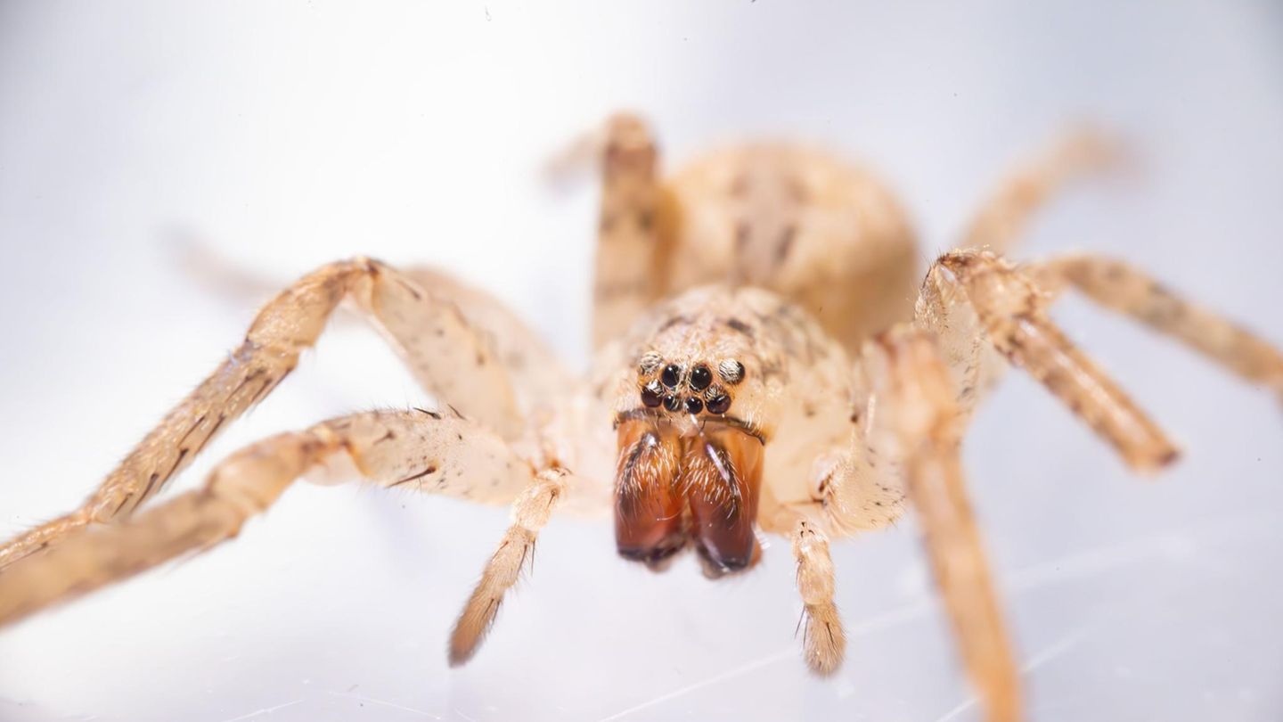 Eine Spinne in Nahaufahme