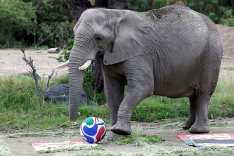 Mexico's Guadalajara zoo is using its animal to predict World Cup 2026 results