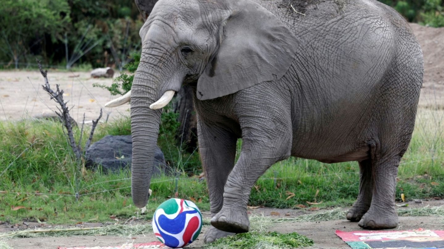 Elefanten und Gorillas in mexikanischem Zoo als WM-Orakel