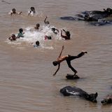 Jammu, Indien. Kinder erfrischen sich an einem heißen Sommertag im Fluss Tawi neben einer Büffelherde. Eines der Kinder nutzt den Kopf eines der Tiere sogar als Sprungturm.