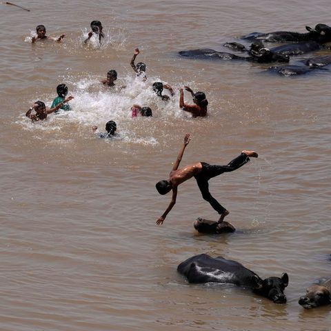 Jammu, Indien. Kinder erfrischen sich an einem heißen Sommertag im Fluss Tawi neben einer Büffelherde. Eines der Kinder nutzt den Kopf eines der Tiere sogar als Sprungturm.