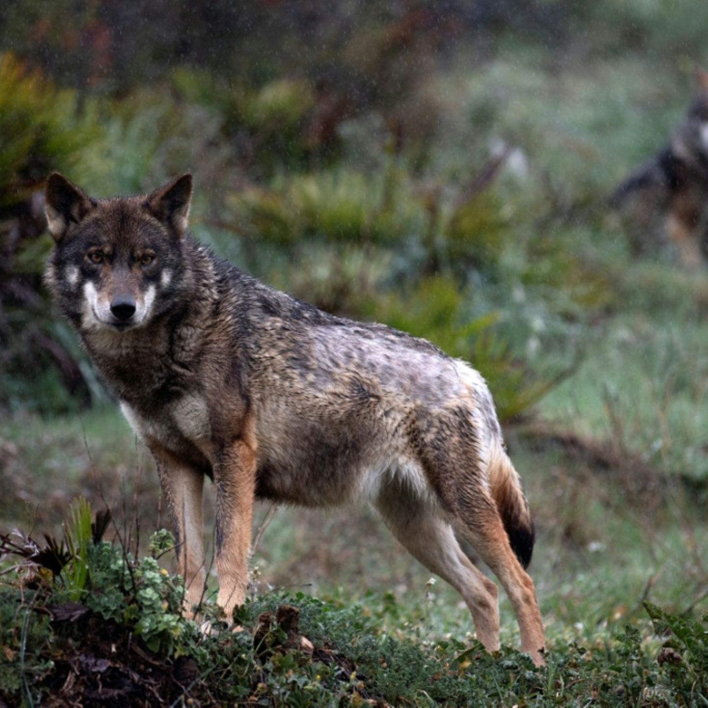 Wolf von Altona ist mutmaßlich tot