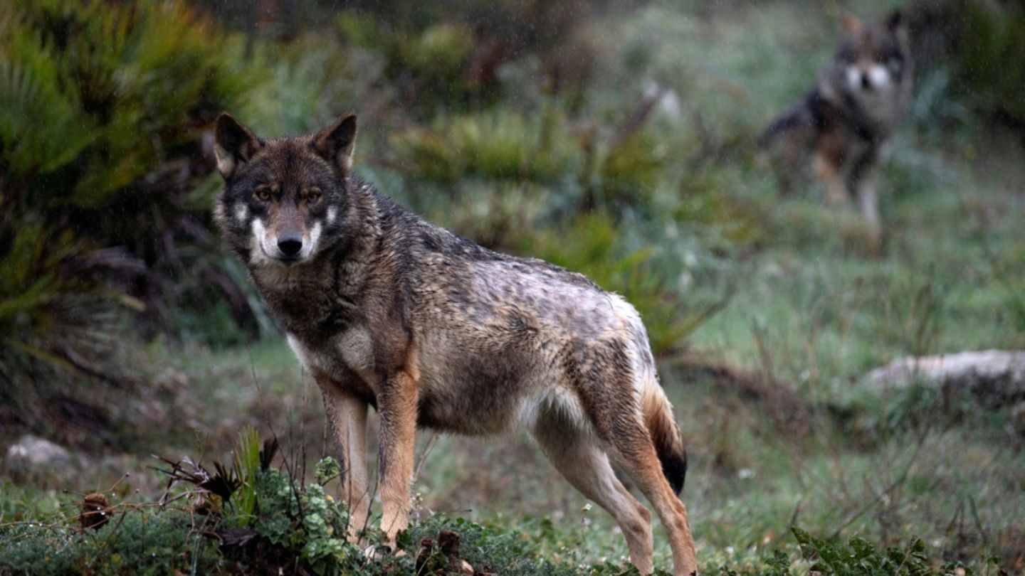 Wolf von Altona ist mutmaßlich tot