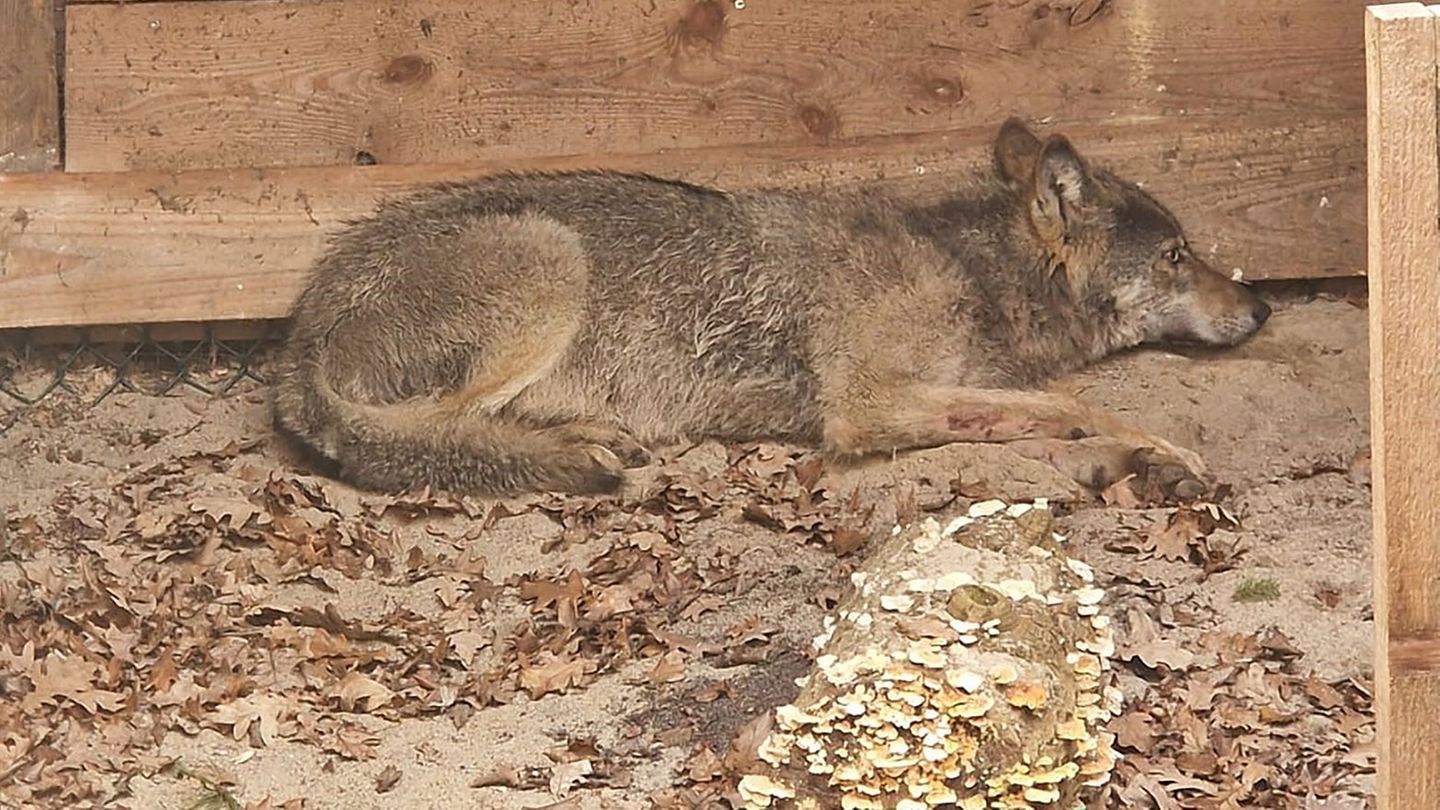 Wolf in einem Bretterverschlag