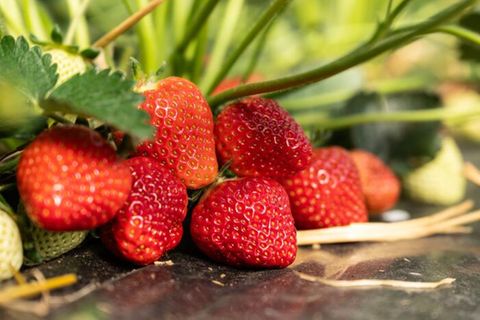 Erdbeeren im Supermarkt: Dieser Trick zeigt, welche reif sind