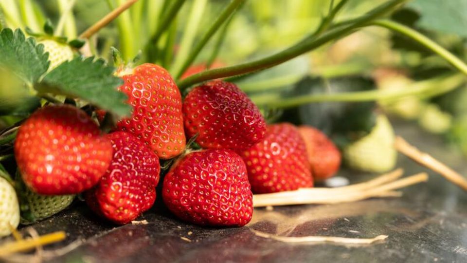 Erdbeeren im Supermarkt: Dieser Trick zeigt, welche reif sind