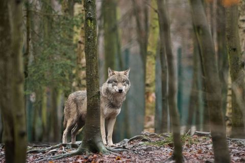 Mit gemischten Gefühlen starten die bayerischen Älpler in die Saison. Sie fürchten Wolfsrisse auf den Alpen und Almen. (Archivbi
