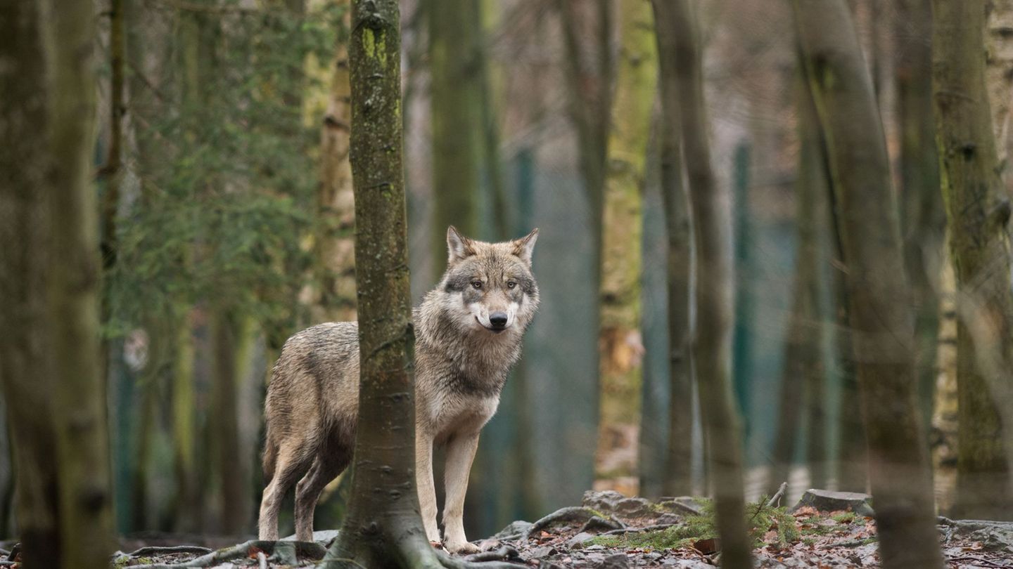 Bergsommer: Alpsaison startet mit gemischten Gefühlen