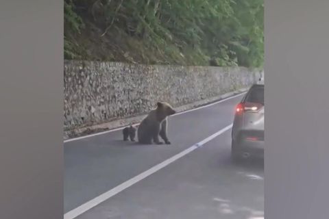 Tourist füttert Bär durchs Autofenster, dann attackiert ihn das Tier