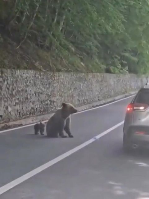 Tourist füttert Bär durchs Autofenster, dann attackiert ihn das Tier