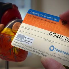 Organspende Aus mit Herzmodell