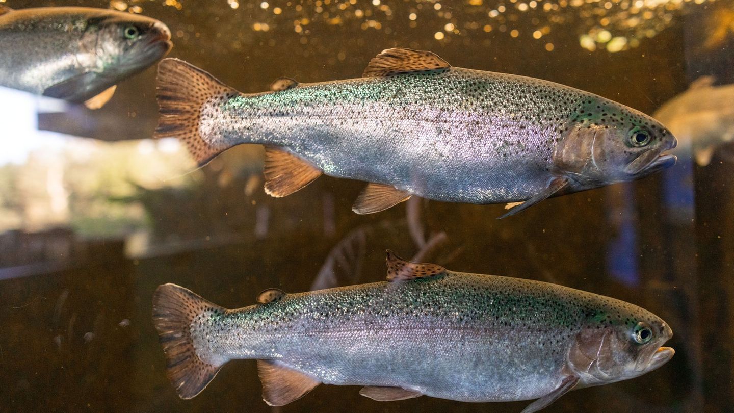 In Thüringen werden vor allem Regenbogenforellen und Karpfen in Aquakulturen produziert. (Archivbild) Foto: Jens Büttner/dpa/ZB