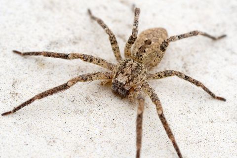 Die Nosferatu-Spinne kann mittlerweile in ganz Deutschland angetroffen werden. Ein Biss ist schmerzhaft, aber ungefährlich.