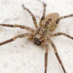 Die Nosferatu-Spinne kann mittlerweile in ganz Deutschland angetroffen werden. Ein Biss ist schmerzhaft, aber ungefährlich.