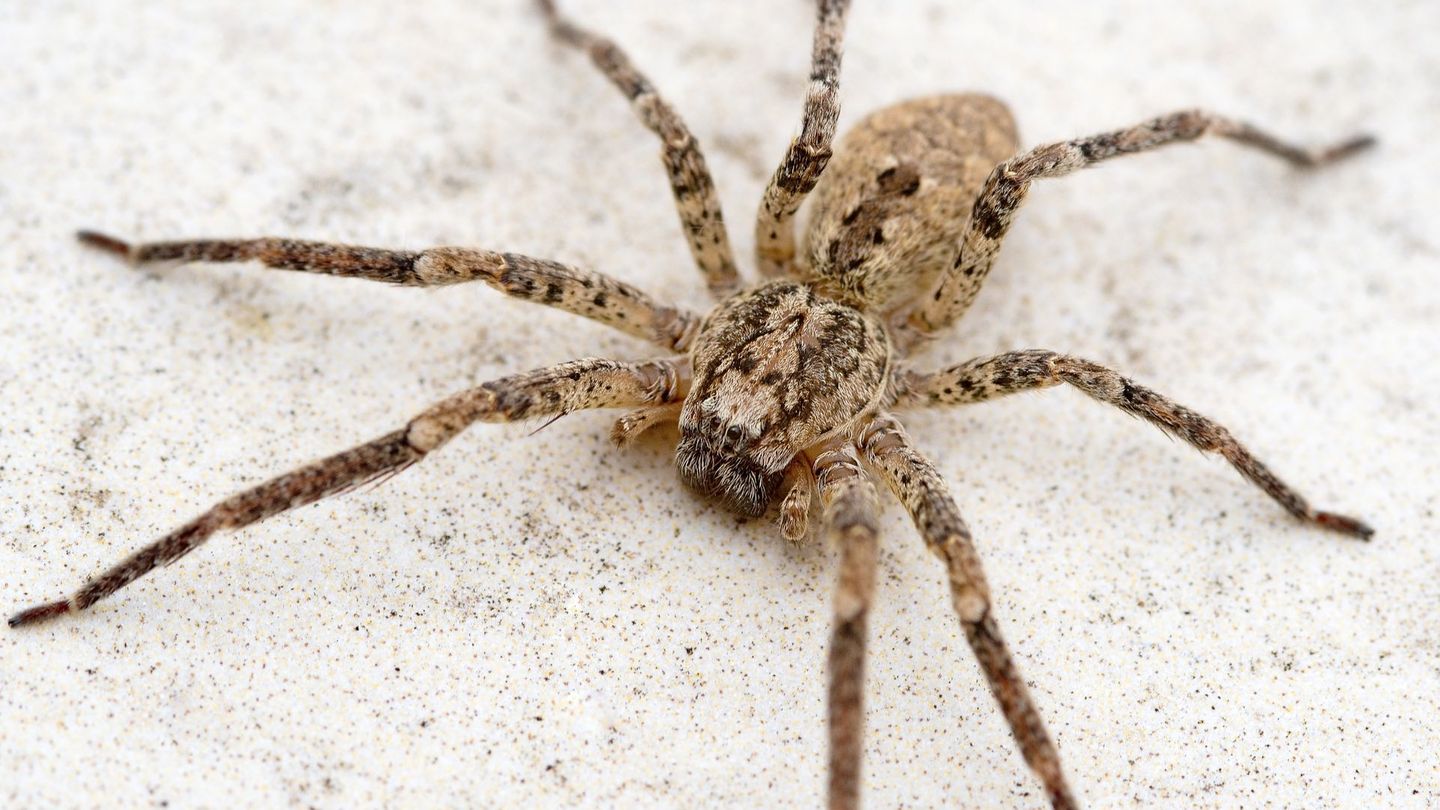Die Nosferatu-Spinne kann mittlerweile in ganz Deutschland angetroffen werden. Ein Biss ist schmerzhaft, aber ungefährlich.