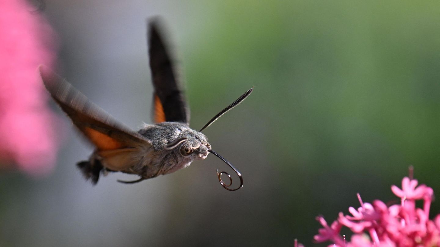 Ludwigsburg, Deutschland. Ein Kolibrifalter (Macroglossum stellatarum) nimmt Kurs auf eine Rote Spornblume (Valeriana rubra) – und hofft auf fette Beute an Blütennektar.