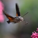 Ludwigsburg, Deutschland. Ein Kolibrifalter (Macroglossum stellatarum) nimmt Kurs auf eine Rote Spornblume (Valeriana rubra) – und hofft auf fette Beute an Blütennektar.