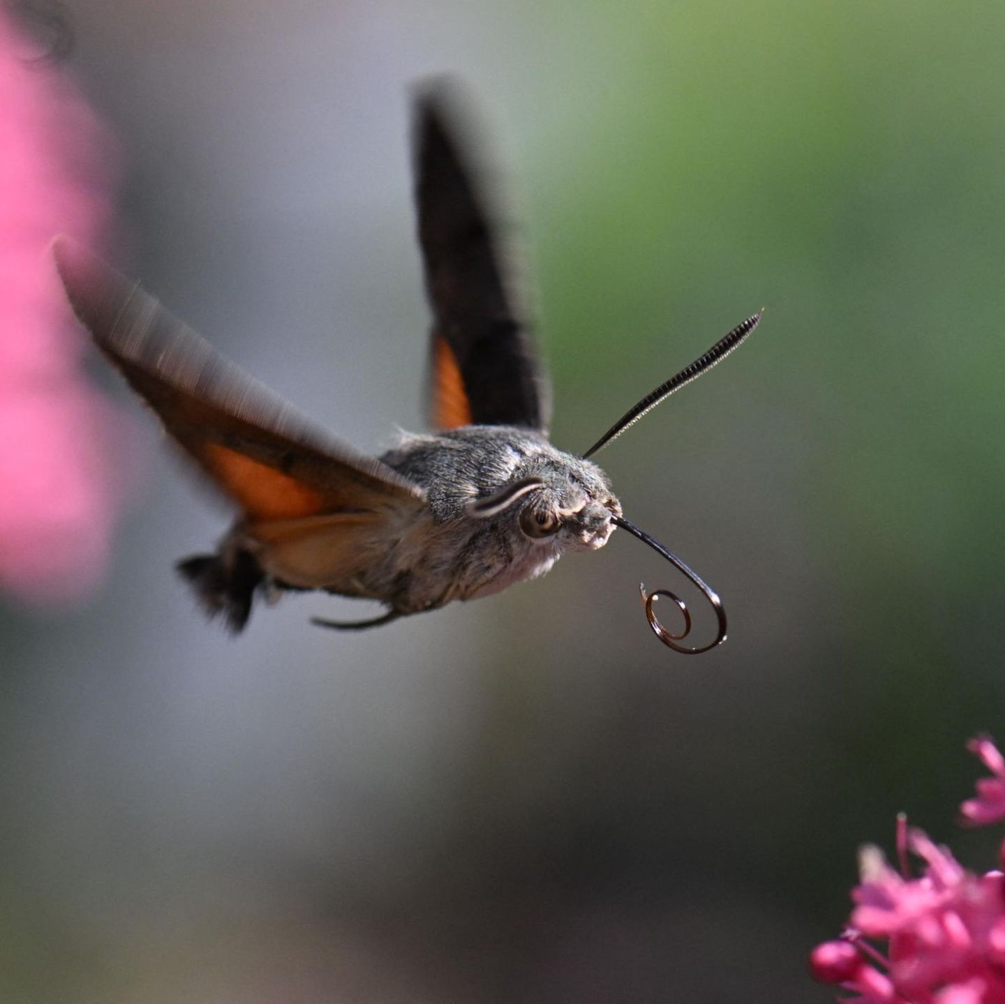 Ludwigsburg, Deutschland. Ein Kolibrifalter (Macroglossum stellatarum) nimmt Kurs auf eine Rote Spornblume (Valeriana rubra) – und hofft auf fette Beute an Blütennektar.