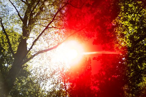 Froschperspektive eines Waldes mit blendender Sonne