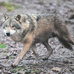 Inzwischen leben 350 Wölfe in der Schweiz. (Symbolfoto) Foto: Bernd Weißbrod/dpa