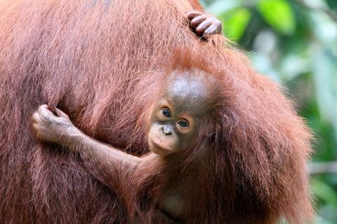 Junge Orang-Utans bleiben etwa acht Jahre bei ihrer Mutter und lernen von ihr alles, was sie zum Überleben brauchen.