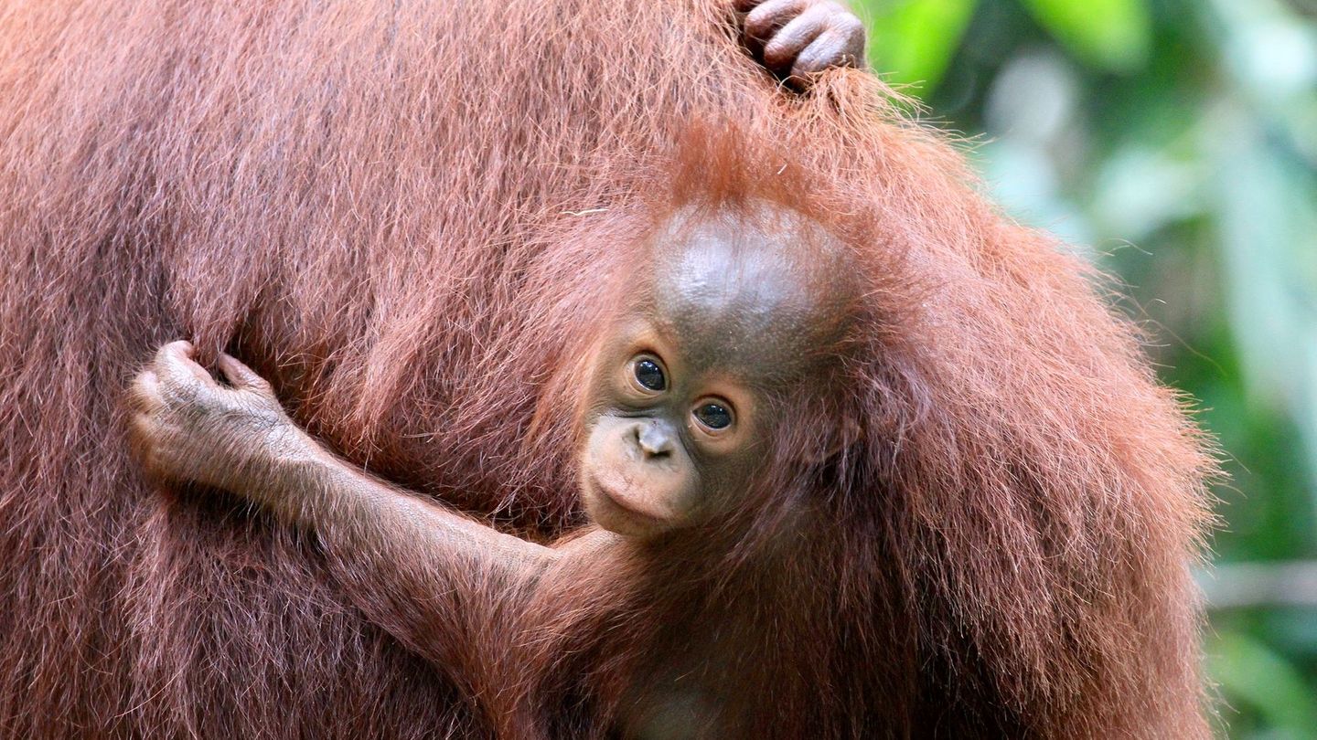 Junge Orang-Utans bleiben etwa acht Jahre bei ihrer Mutter und lernen von ihr alles, was sie zum Überleben brauchen.