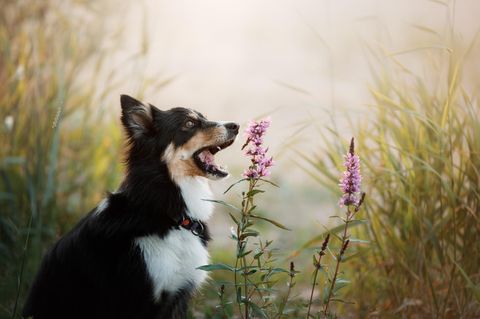 Ein Hund beißt in eine Blume