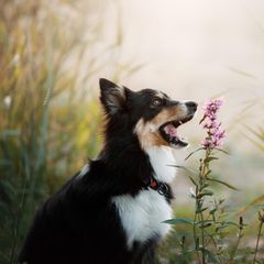 Ein Hund beißt in eine Blume