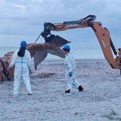 Ein Bagger hievte während der Obduktion immer wieder Teile des Wals in Richtung der Container. (Archivbild) Foto: Kai Moorschlat