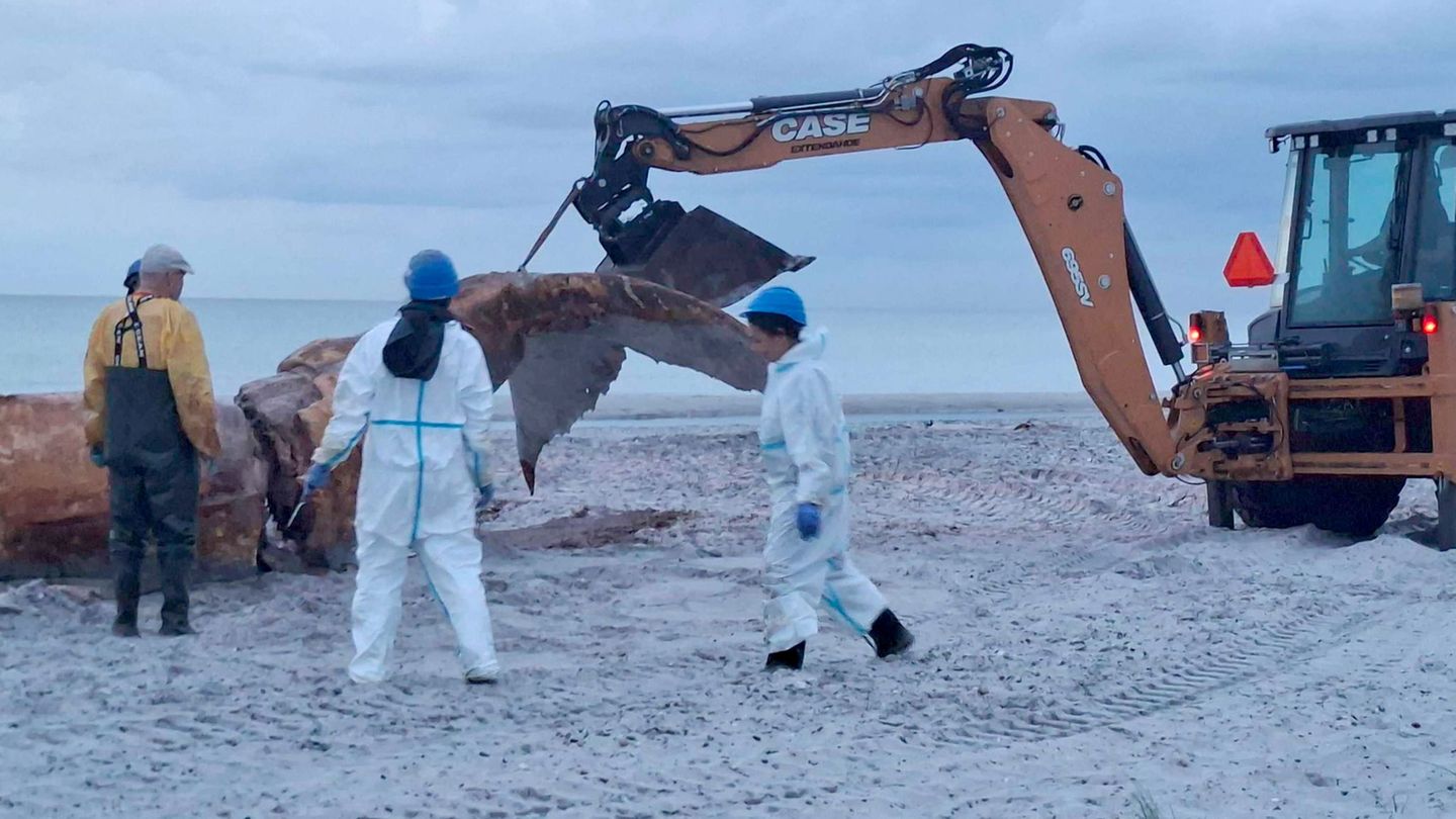 Überreste abtransportiert: Buckelwal endet in dänischer Fabr