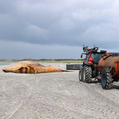Buckelwal „Timmy", hier noch am Strand von Anholt in Dänemark