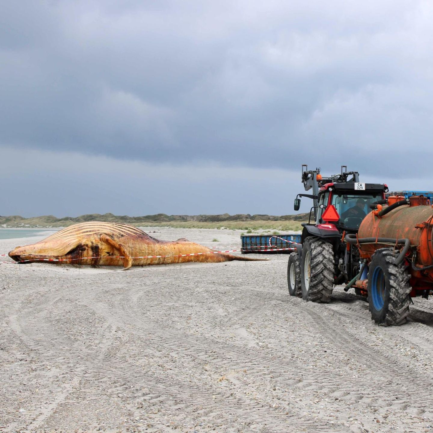 Buckelwal „Timmy", hier noch am Strand von Anholt in Dänemark