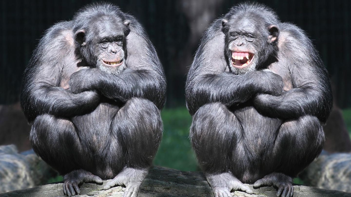 Nicht lachen!: Aua! Aua! Aua! Diese 20 Flachwitze hätten nie erfunden werden dürfen