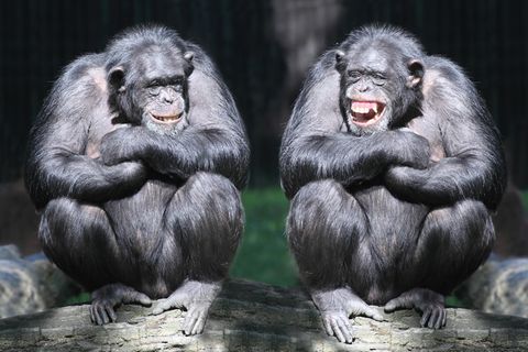 Witz-Bild: Zwei Affen sitzen nebeneinander, scheinbar lachend